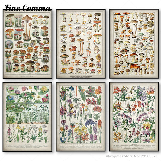 Botanical Educational Poster Mushrooms Champignons Identification Reference Chart Diagram Illustration Wall Art Canvas Painting - NICEART
