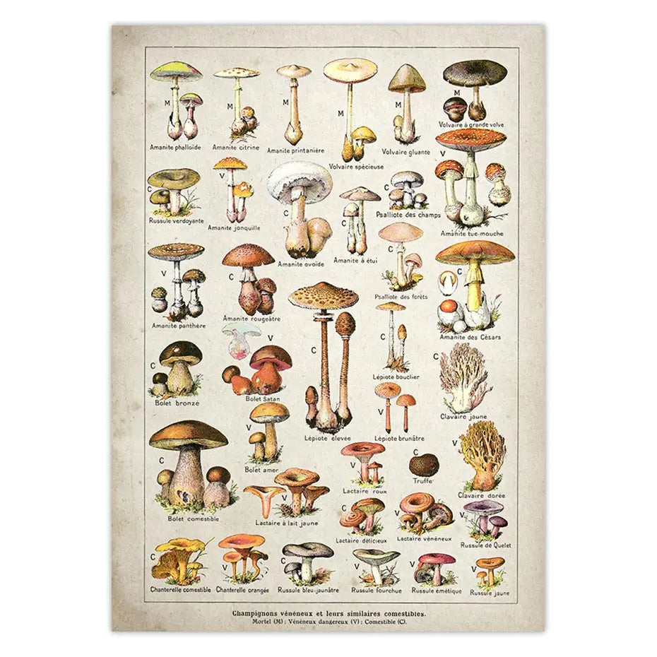 Botanical Educational Poster Mushrooms Champignons Identification Reference Chart Diagram Illustration Wall Art Canvas Painting - NICEART