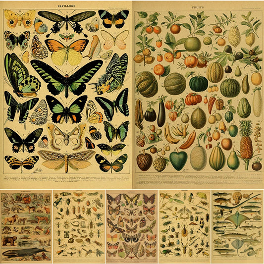 Botanical Educational Posters Butterfly Insect Fruit Birds Fish Animal Kraft Paper Vintage Home Bar Cafe Decor Art Wall Painting - niceart