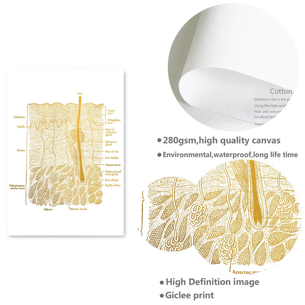 Gold Skin Anatomy Dissection Histology Anatomical Charts Posters Canvas print Wall Pictures for Medical Education Home Decor - NICEART