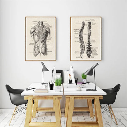 Human Anatomy Artwork Medical Wall Pictures Muscle Skeleton Vintage Posters and Prints Nordic Canvas Paintings Education Decor - NICEART