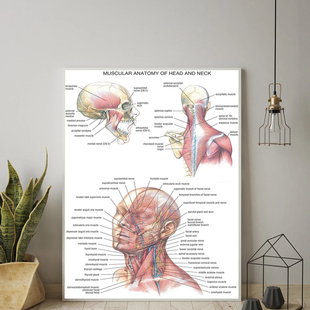 Human Body Organs Muscle Chart Poster Map Canvas Painting Wall Pictures for Medical Education Doctors Office Classroom Decor - NICEART