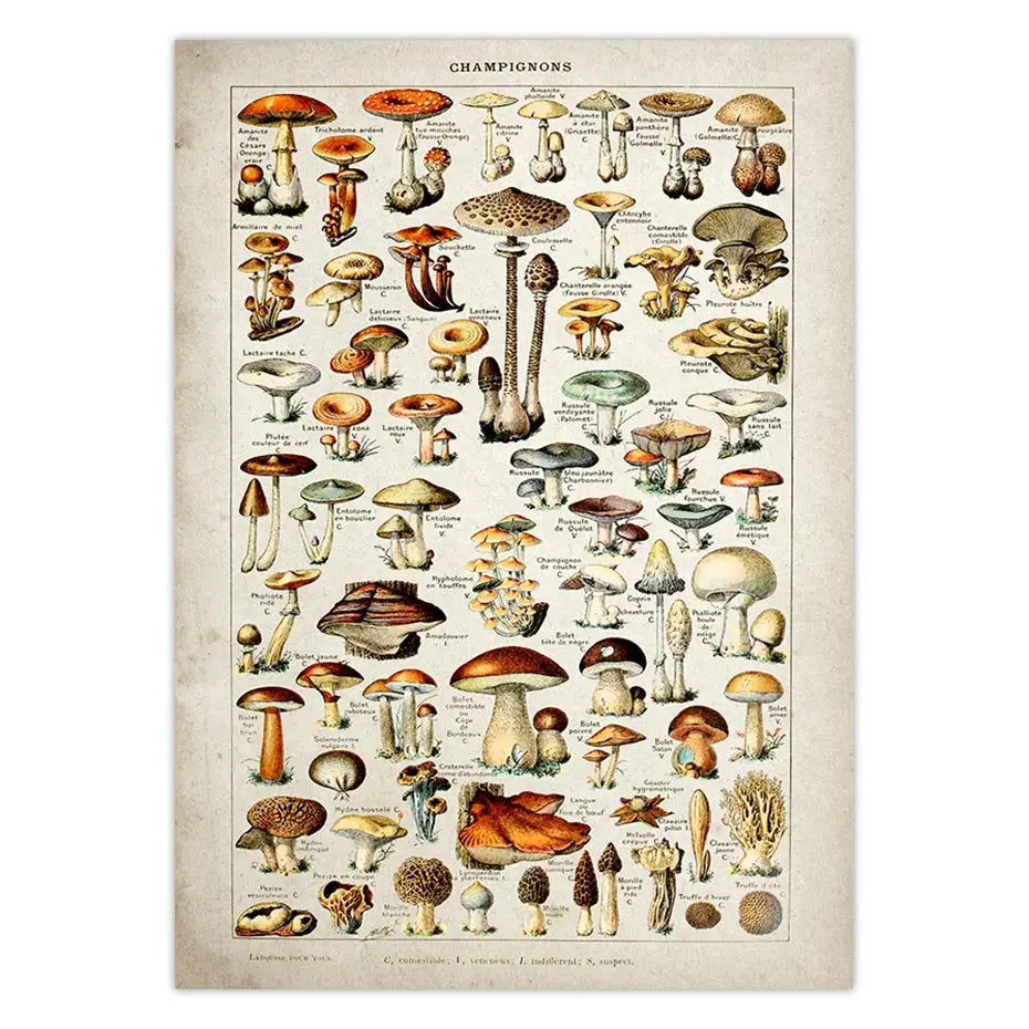 Botanical Educational Poster Mushrooms Champignons Identification Reference Chart Diagram Illustration Wall Art Canvas Painting - NICEART