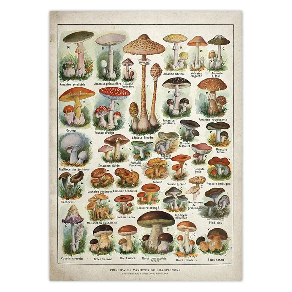 Botanical Educational Poster Mushrooms Champignons Identification Reference Chart Diagram Illustration Wall Art Canvas Painting - NICEART