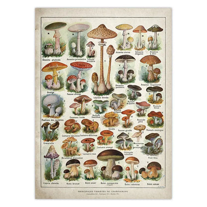 Botanical Educational Poster Mushrooms Champignons Identification Reference Chart Diagram Illustration Wall Art Canvas Painting - NICEART