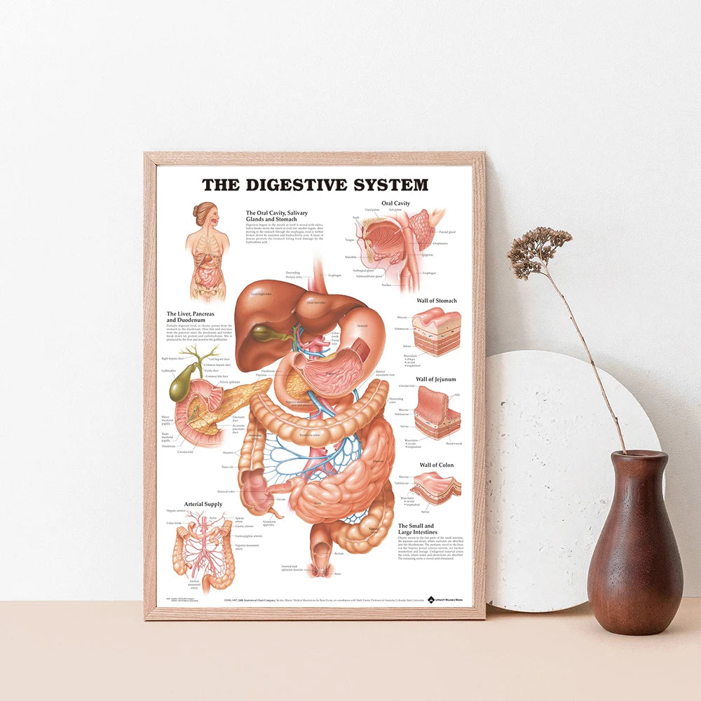 Human Body Organs Muscle Chart Poster Map Canvas Painting Wall Pictures for Medical Education Doctors Office Classroom Decor - NICEART