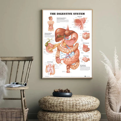 Human Body Organs Muscle Chart Poster Map Canvas Painting Wall Pictures for Medical Education Doctors Office Classroom Decor - NICEART