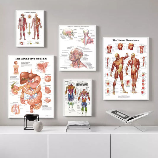 Human Body Organs Muscle Chart Poster Map Canvas Painting Wall Pictures for Medical Education Doctors Office Classroom Decor - NICEART