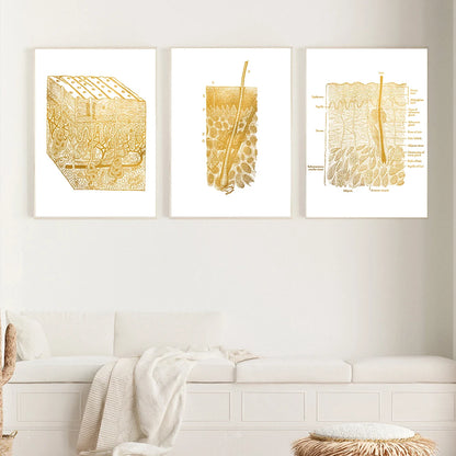 Gold Skin Anatomy Dissection Histology Anatomical Charts Posters Canvas print Wall Pictures for Medical Education Home Decor - NICEART