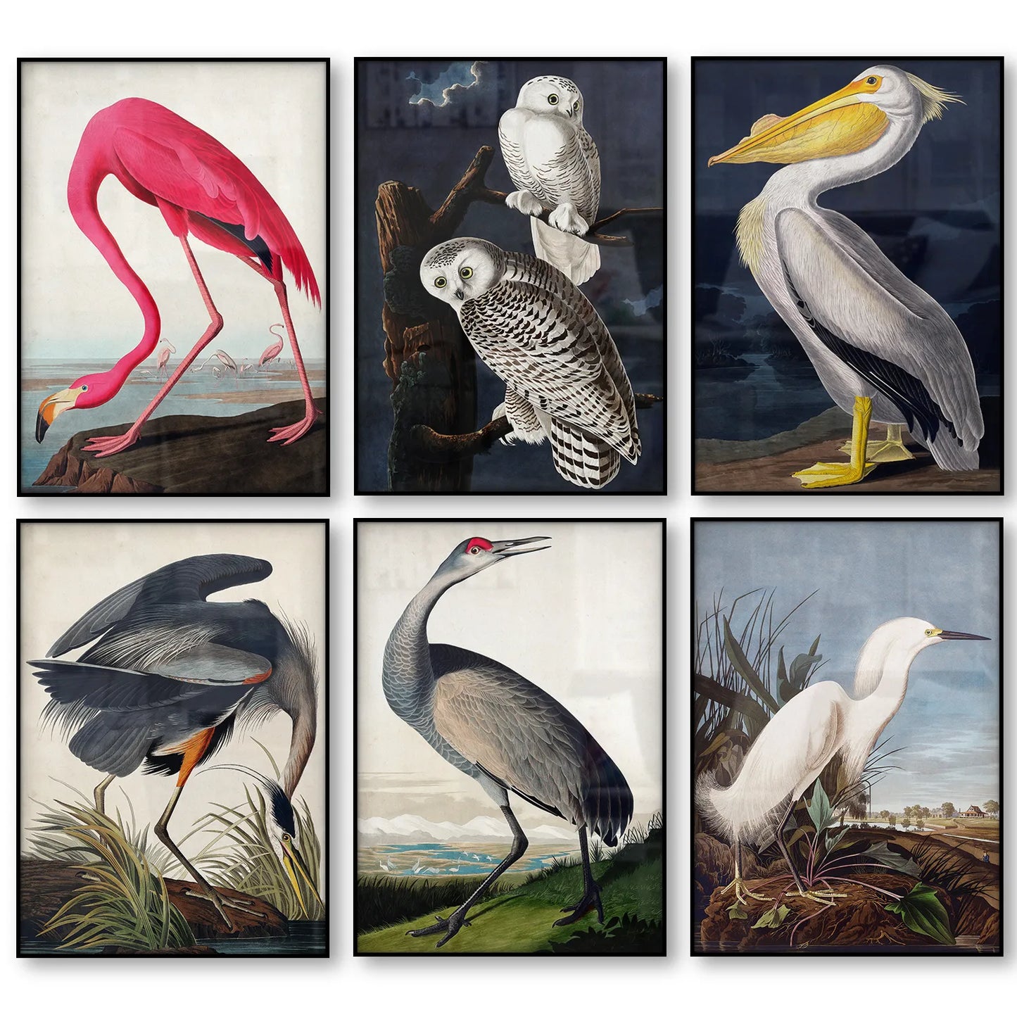 Vintage Bird Canvas Print Audubon Bird Posters Pink Flamingo Snowy Owl Pelican Blue Heron White Egret Canvas Painting Wall Art - NICEART