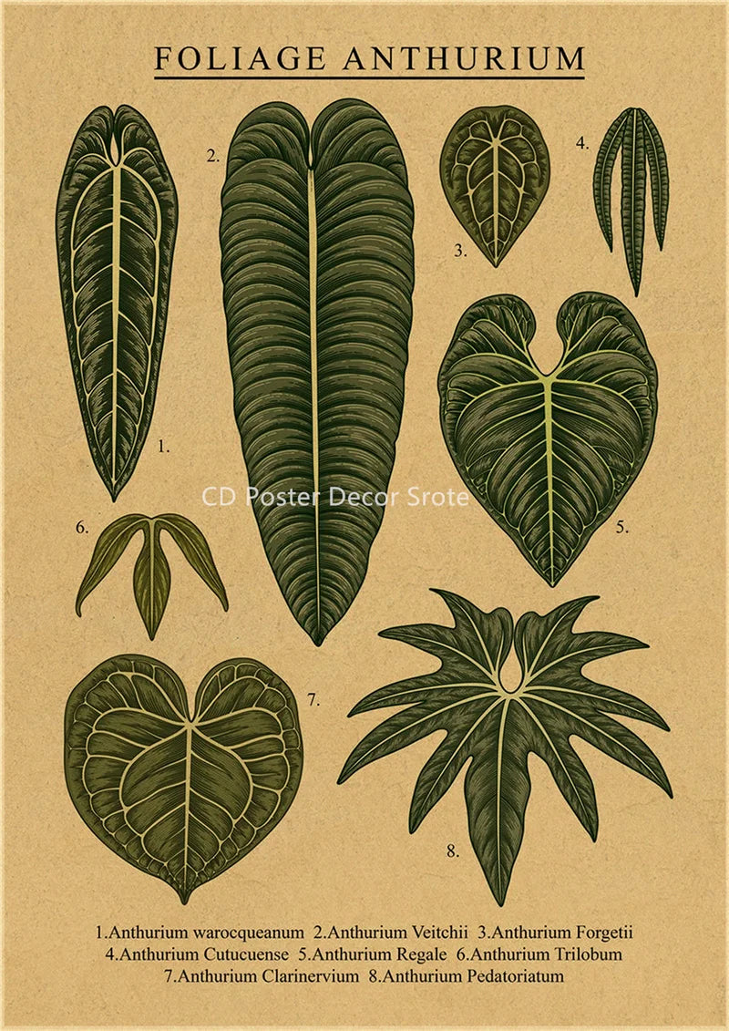 Plant Flower Study Retro Poster Botanical Prints Posters Kraft