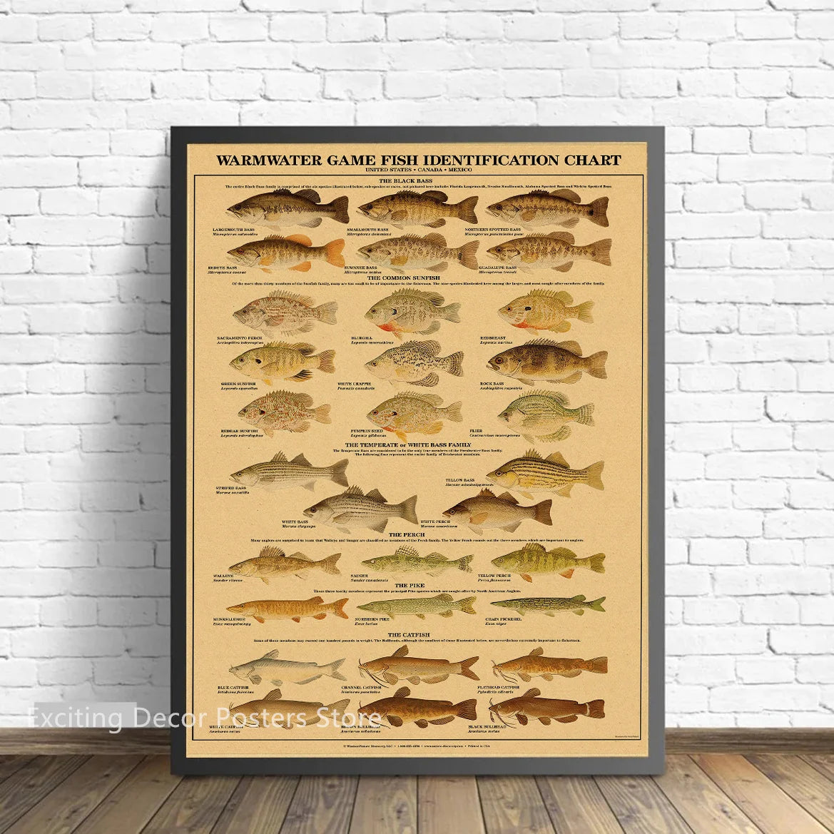 Insects Arthropodes Poster Marine Fishs Kraft Paper Prints DIY Vintage Home Room Bar Cafe Decor Aesthetic Art Wall Painting - niceart