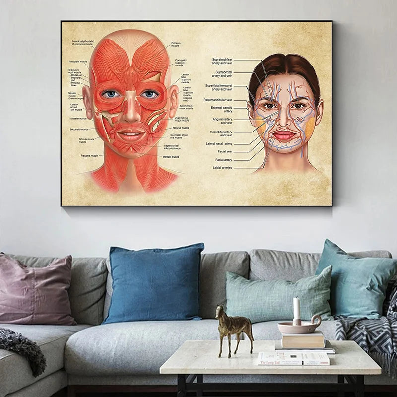 Face Anatomy Poster Facial Muscles and Veins Skin Beauty Plastic Massage Medical Educational Canvas Poster Print Wall Decor - NICEART