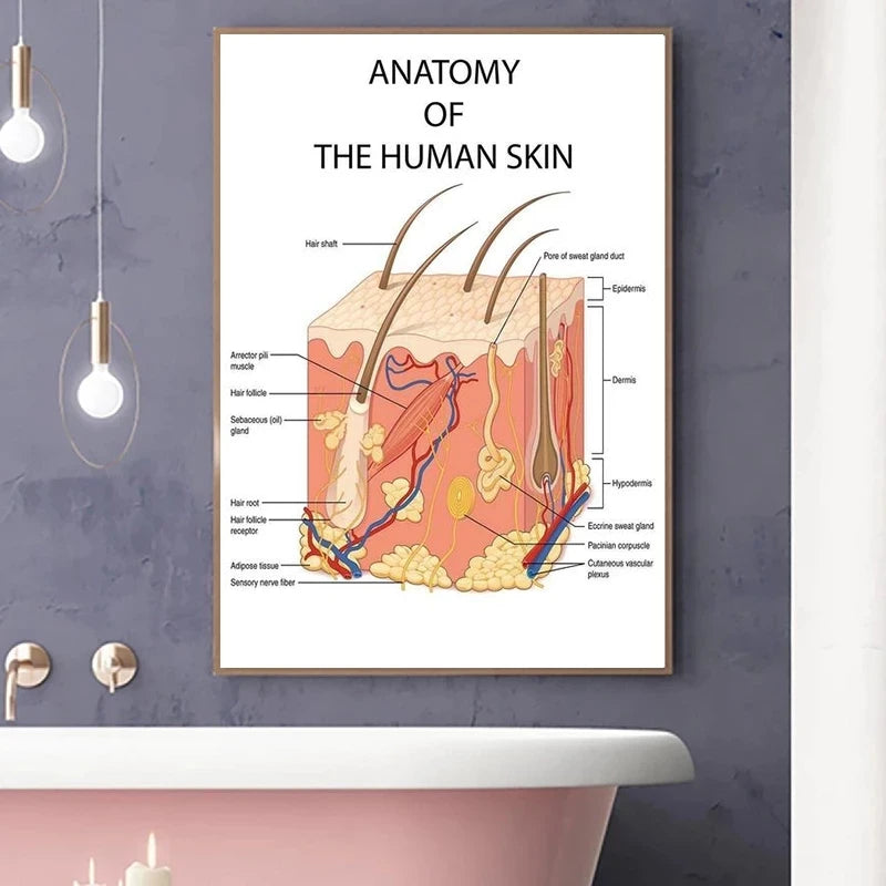 Educational Anatomy The Human Skin College Medical Art Canvas Painting Posters Prints Wall Art Picture Office Clinic Home Decor - NICEART