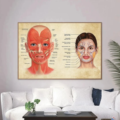 Face Anatomy Poster Facial Muscles and Veins Skin Beauty Plastic Massage Medical Educational Canvas Poster Print Wall Decor - NICEART