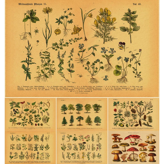 Kitchen Botany Poster Medicinal Herb Plants Retro Prints Botanical Illustration Home Room Art Wall Decor Vintage Forest Painting - NICEART