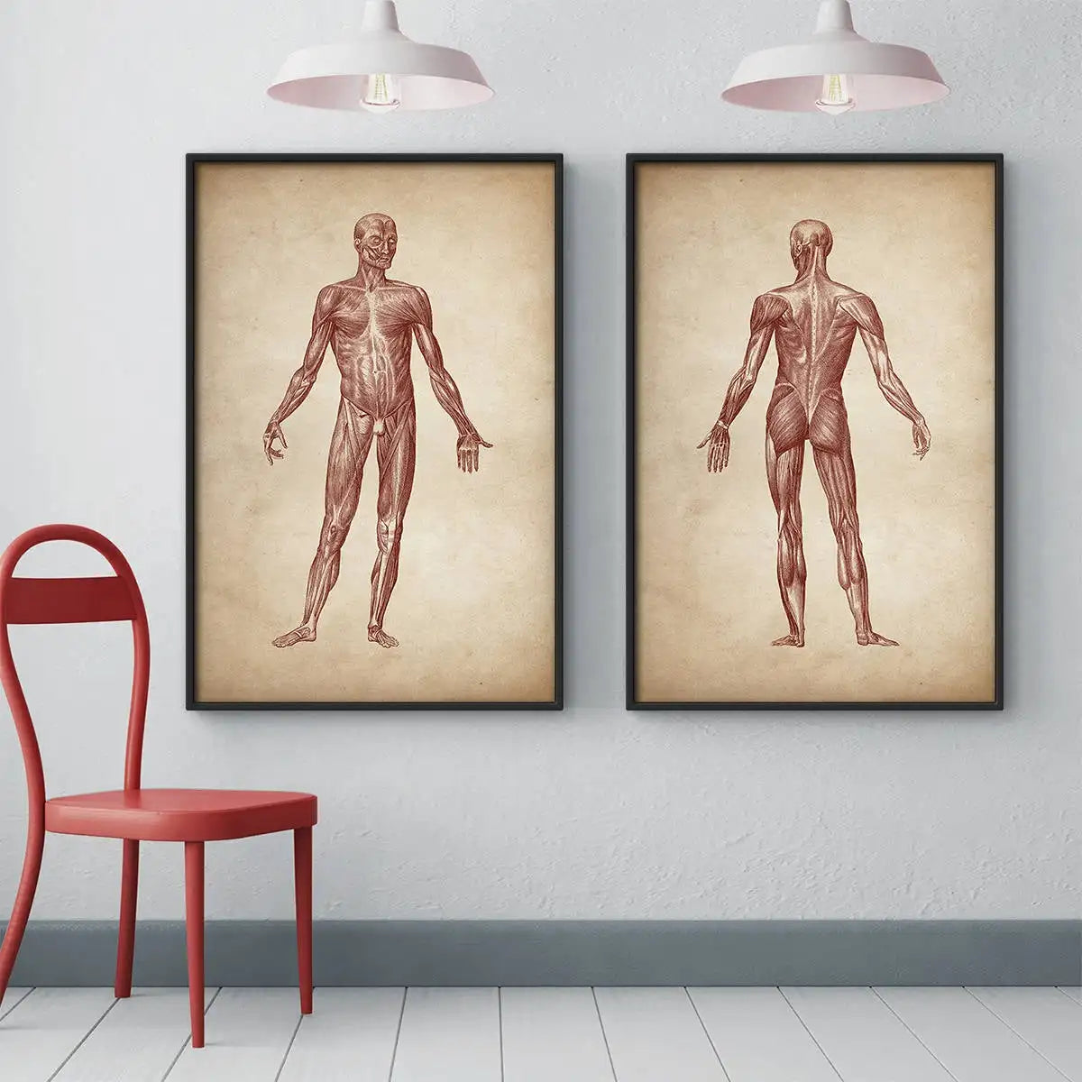 Vintage Human Muscular Anatomy Medical Clinic Wall Picture Skeleton Organ System Canvas Print Body Education Poster - NICEART