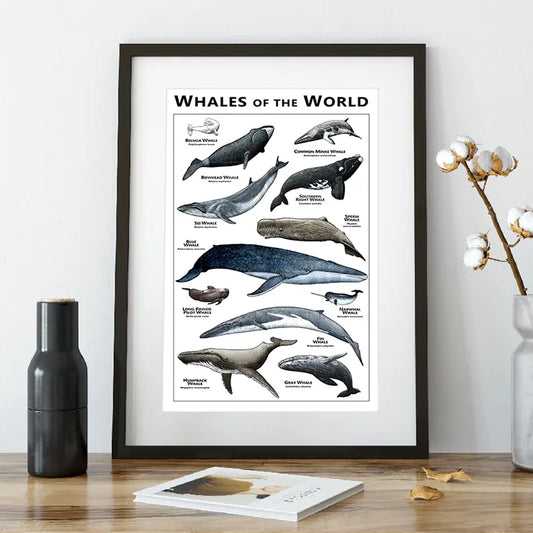 Whales of the World Poster Whale Species Illustrations Art Print Educational Ocean Wall Art Canvas Painting Homeschool Decor - NICEART