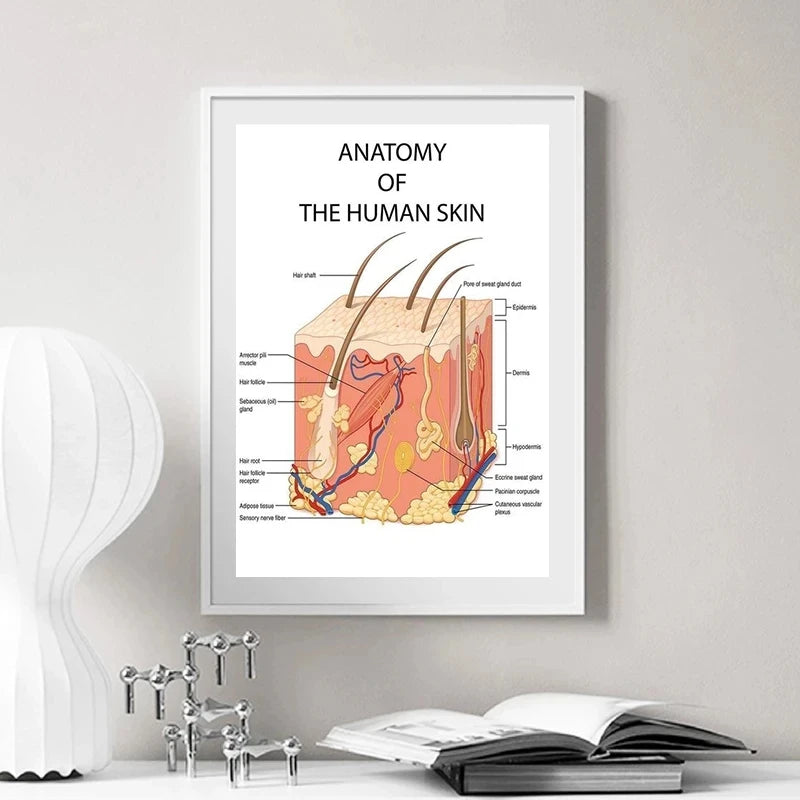 Educational Anatomy The Human Skin College Medical Art Canvas Painting Posters Prints Wall Art Picture Office Clinic Home Decor - NICEART