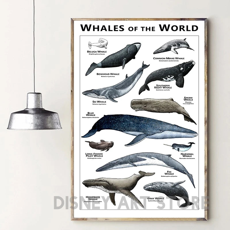 Whales of the World Poster Whale Species Illustrations Art Print Educational Ocean Wall Art Canvas Painting Homeschool Decor - NICEART