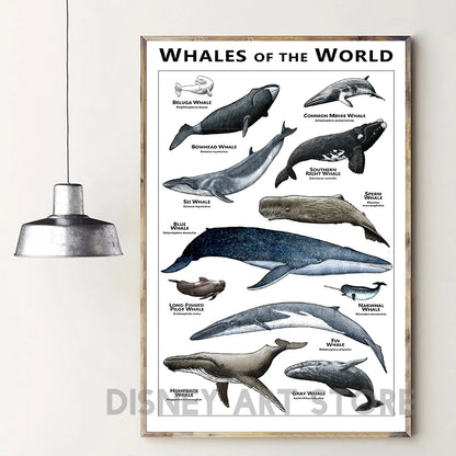 Whales of the World Poster Whale Species Illustrations Art Print Educational Ocean Wall Art Canvas Painting Homeschool Decor - NICEART