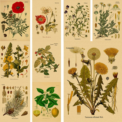 Plant Flower Study Retro Poster Botanical Prints Posters Kraft Paper Vintage Home Living Room Decor Aesthetic Art Wall Painting - niceart
