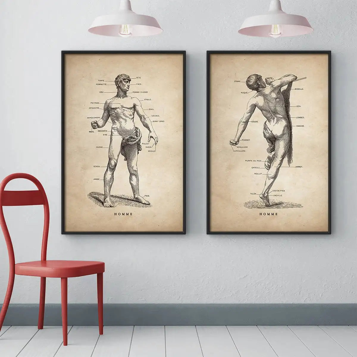 Vintage Human Muscular Anatomy Medical Clinic Wall Picture Skeleton Organ System Canvas Print Body Education Poster - NICEART