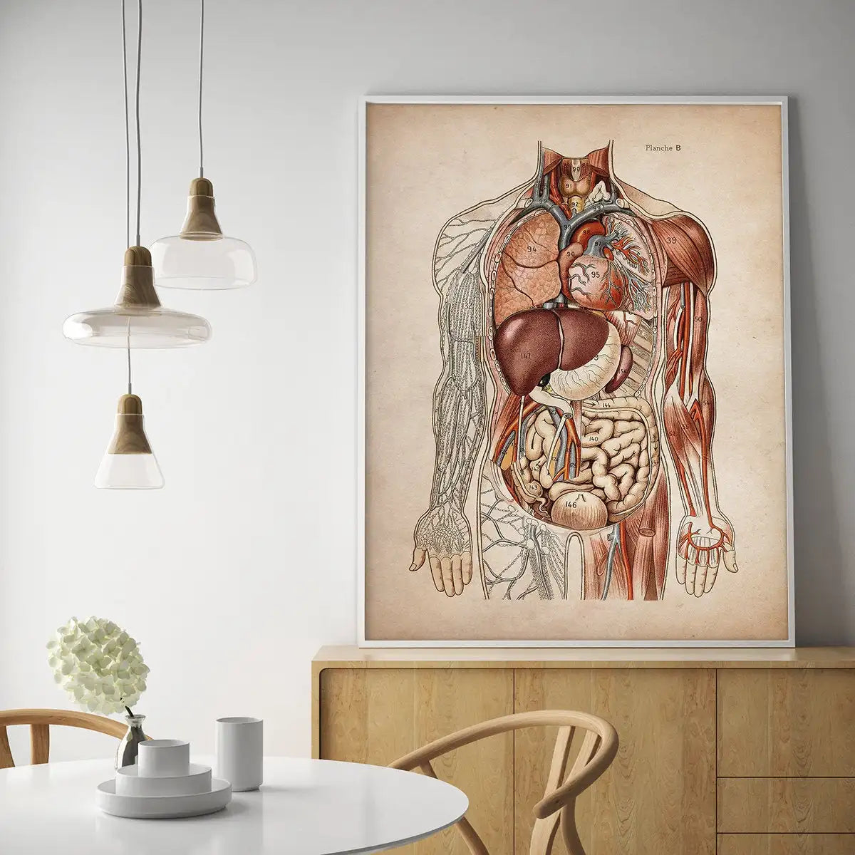 Vintage Human Muscular Anatomy Medical Clinic Wall Picture Skeleton Organ System Canvas Print Body Education Poster - NICEART