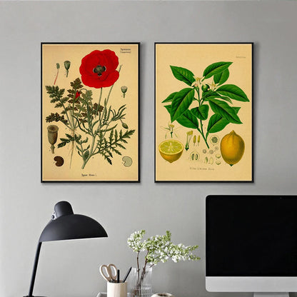 Plant Flower Study Retro Poster Botanical Prints Posters Kraft Paper Vintage Home Living Room Decor Aesthetic Art Wall Painting - niceart