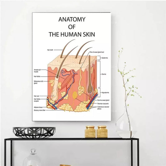 Educational Anatomy The Human Skin College Medical Art Canvas Painting Posters Prints Wall Art Picture Office Clinic Home Decor - NICEART