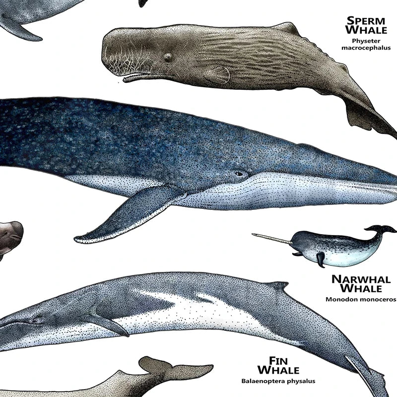 Whales of the World Poster Whale Species Illustrations Art Print Educational Ocean Wall Art Canvas Painting Homeschool Decor - NICEART