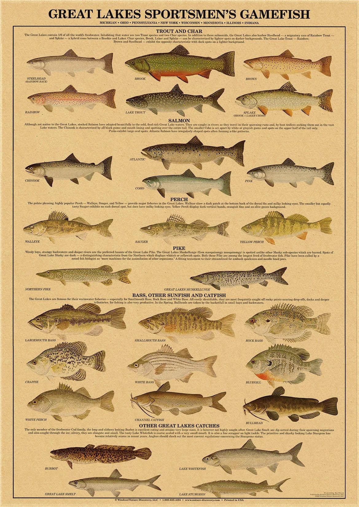 Insects Arthropodes Poster Marine Fishs Kraft Paper Prints DIY Vintage Home Room Bar Cafe Decor Aesthetic Art Wall Painting - niceart