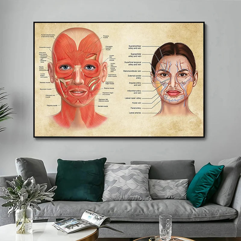 Face Anatomy Poster Facial Muscles and Veins Skin Beauty Plastic Massage Medical Educational Canvas Poster Print Wall Decor - NICEART