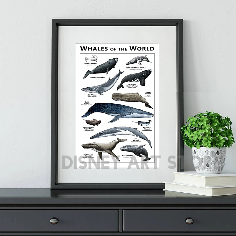 Whales of the World Poster Whale Species Illustrations Art Print Educational Ocean Wall Art Canvas Painting Homeschool Decor - NICEART