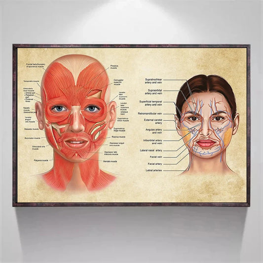 Face Anatomy Poster Facial Muscles and Veins Skin Beauty Plastic Massage Medical Educational Canvas Poster Print Wall Decor - NICEART