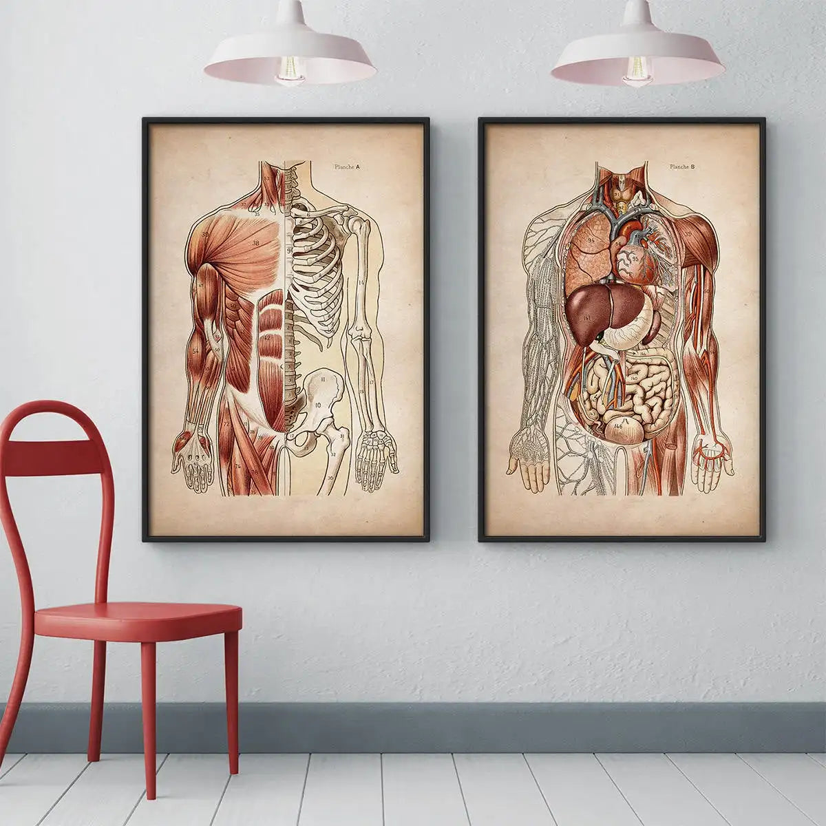 Vintage Human Muscular Anatomy Medical Clinic Wall Picture Skeleton Organ System Canvas Print Body Education Poster - NICEART