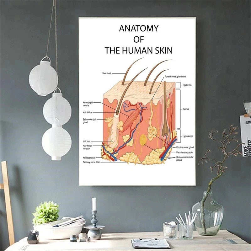 Educational Anatomy The Human Skin College Medical Art Canvas Painting Posters Prints Wall Art Picture Office Clinic Home Decor - NICEART