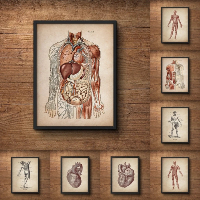 Vintage Human Muscular Anatomy Medical Clinic Wall Picture Skeleton Organ System Canvas Print Body Education Poster - NICEART